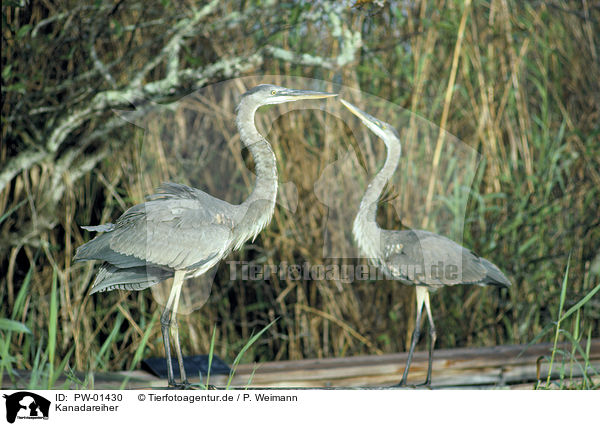 Kanadareiher / Great Blue Heron / PW-01430