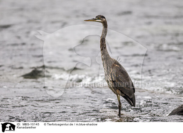Kanadareiher / great blue heron / MBS-10145
