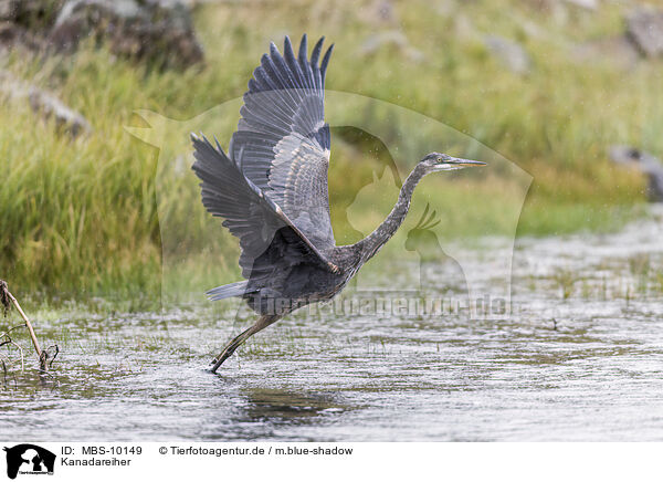 Kanadareiher / great blue heron / MBS-10149