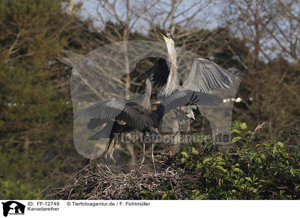 Kanadareiher / great blue heron / FF-12749