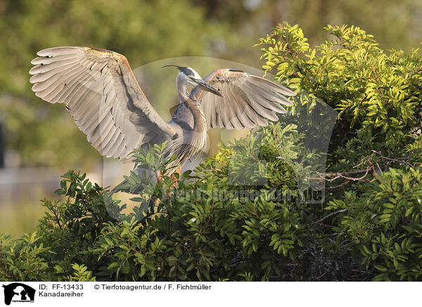 Kanadareiher / great blue heron / FF-13433