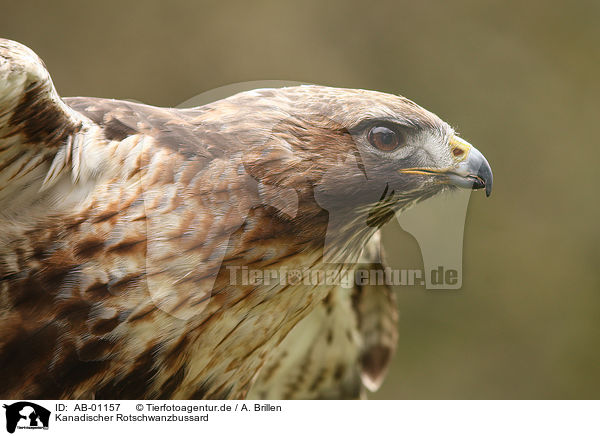 Kanadischer Rotschwanzbussard / AB-01157