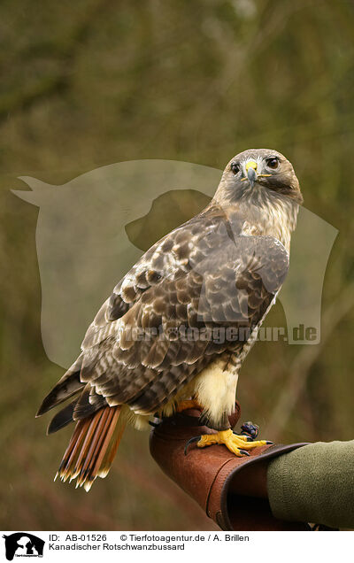 Kanadischer Rotschwanzbussard / AB-01526