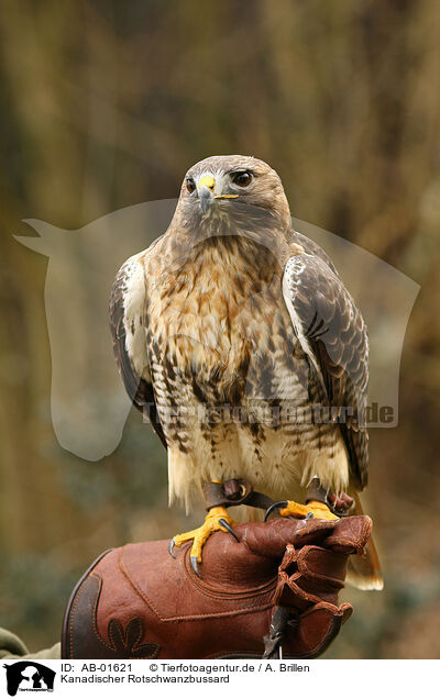 Kanadischer Rotschwanzbussard / AB-01621