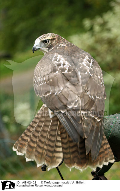 Kanadischer Rotschwanzbussard / AB-02462