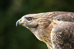 Kanadischer Rotschwanzbussard