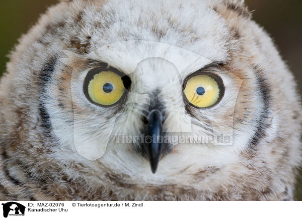 Kanadischer Uhu / canadian eagle owl / MAZ-02076