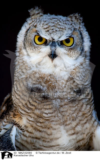 Kanadischer Uhu / canadian eagle owl / MAZ-02080