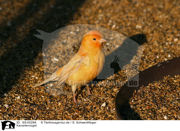 Kanarienvogel / canary / SS-00288