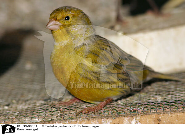 Kanarienvogel / canary / SS-00331