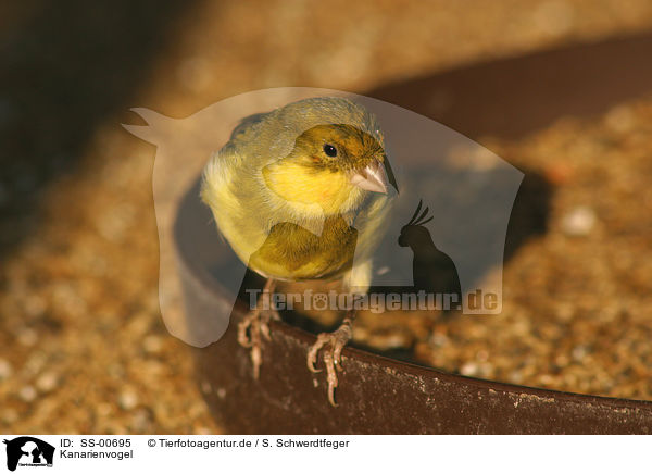 Kanarienvogel / canary / SS-00695