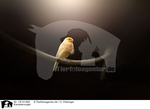 Kanarienvogel / canary / CF-01360