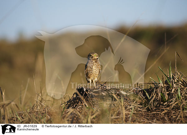 Kanincheneule / burrowing owl / JR-01629