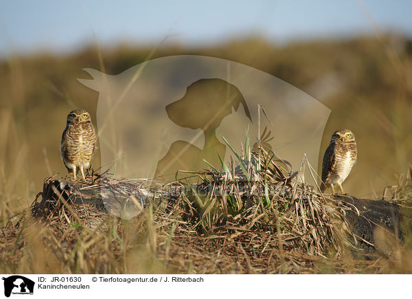 Kanincheneulen / burrowing owls / JR-01630