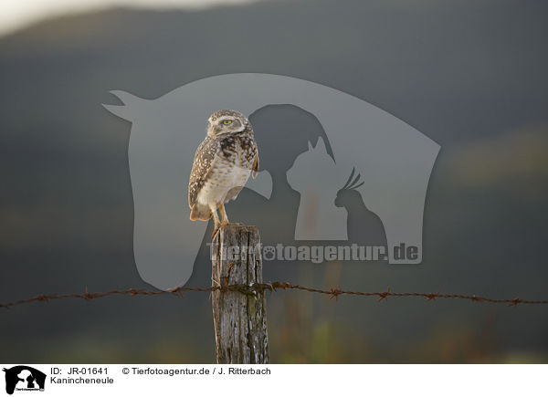 Kanincheneule / burrowing owl / JR-01641