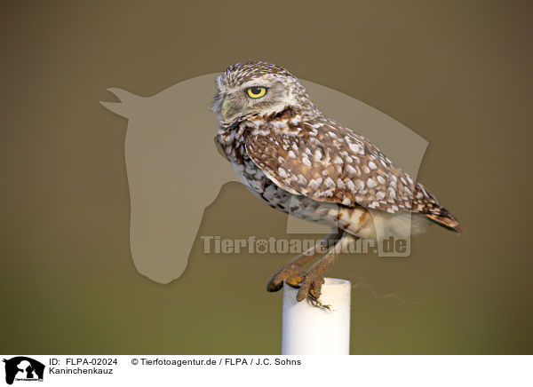 Kaninchenkauz / burrowing owl / FLPA-02024