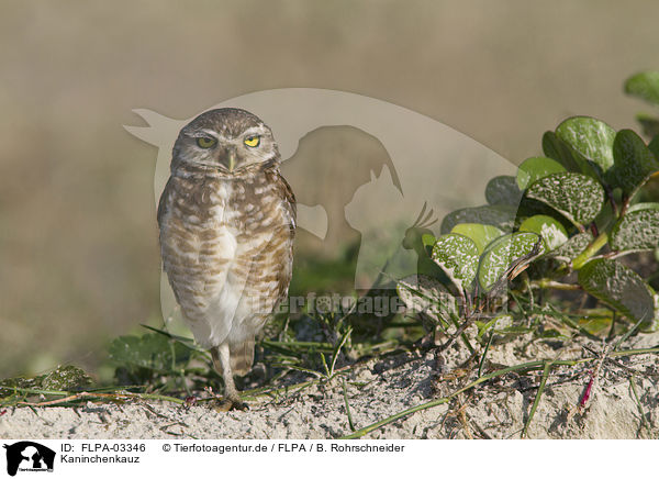 Kaninchenkauz / burrowing owl / FLPA-03346