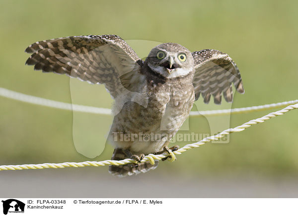 Kaninchenkauz / burrowing owl / FLPA-03348
