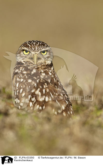 Kaninchenkauz / burrowing owl / FLPA-03350
