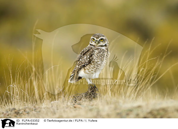 Kaninchenkauz / burrowing owl / FLPA-03352