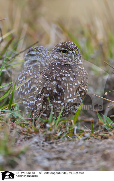 Kaninchenkuze / burrowing owls / WS-06878