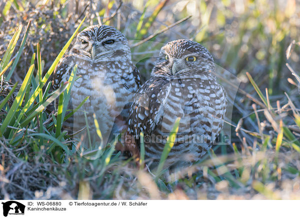 Kaninchenkuze / burrowing owls / WS-06880