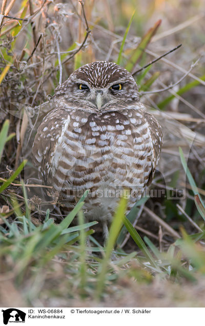 Kaninchenkauz / burrowing owl / WS-06884