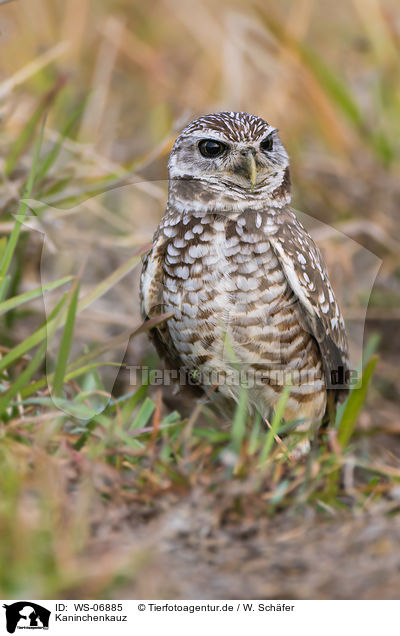 Kaninchenkauz / burrowing owl / WS-06885