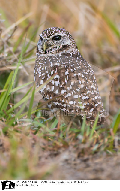 Kaninchenkauz / burrowing owl / WS-06886