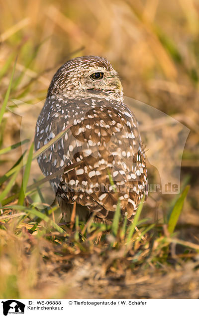 Kaninchenkauz / burrowing owl / WS-06888