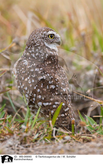 Kaninchenkauz / burrowing owl / WS-06890