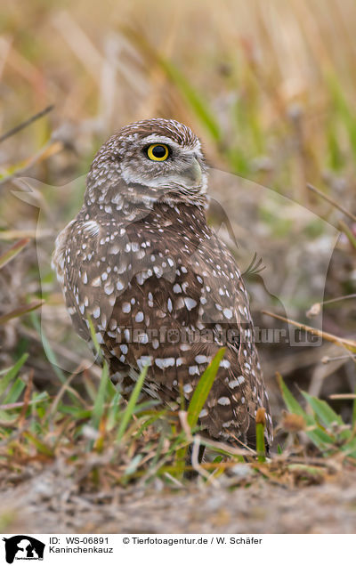 Kaninchenkauz / burrowing owl / WS-06891
