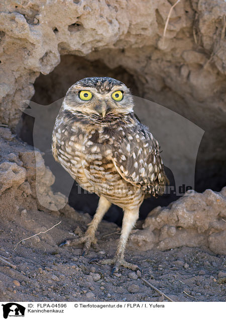 Kaninchenkauz / burrowing owl / FLPA-04596