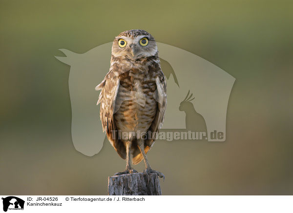 Kaninchenkauz / Burrowing Owl / JR-04526