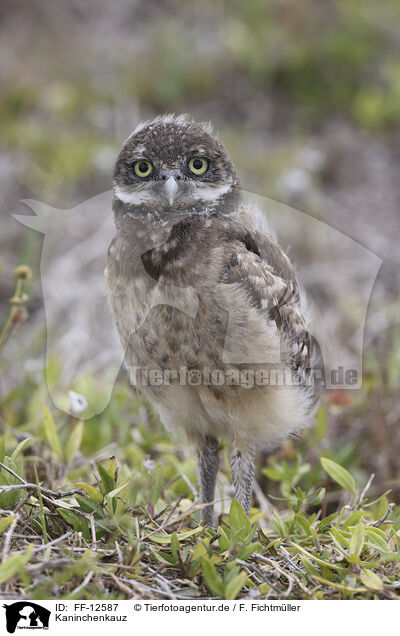 Kaninchenkauz / burrowing owl / FF-12587