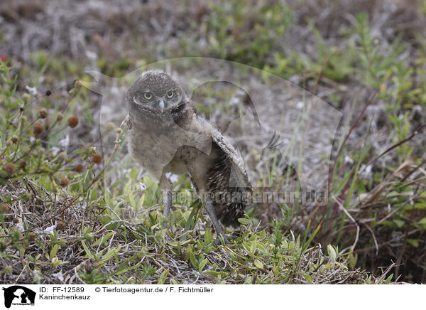Kaninchenkauz / burrowing owl / FF-12589