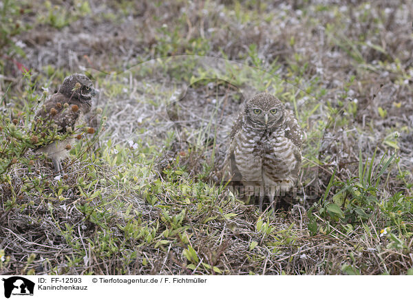 Kaninchenkauz / burrowing owl / FF-12593