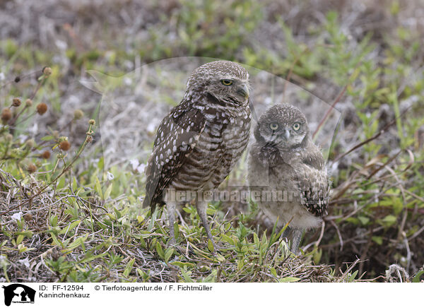 Kaninchenkauz / burrowing owl / FF-12594
