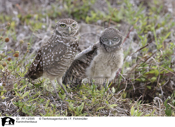 Kaninchenkauz / burrowing owl / FF-12595
