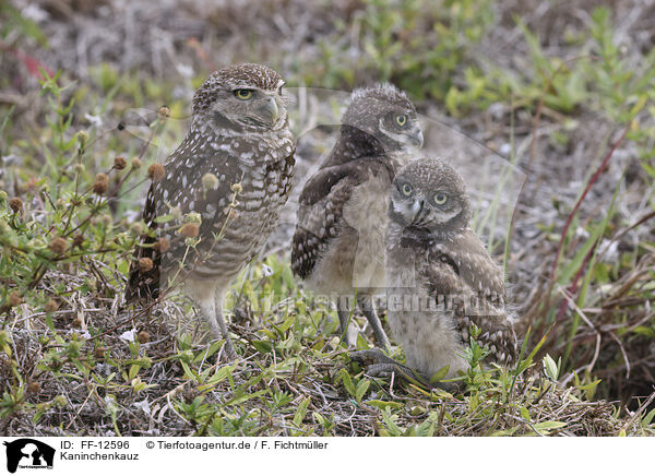 Kaninchenkauz / burrowing owl / FF-12596