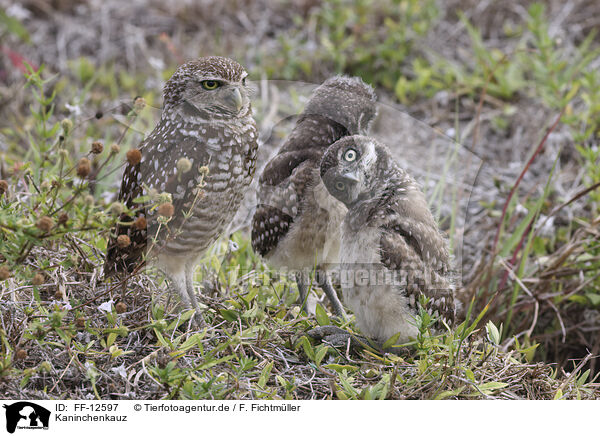 Kaninchenkauz / burrowing owl / FF-12597