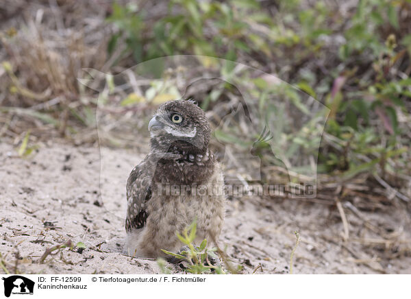 Kaninchenkauz / burrowing owl / FF-12599