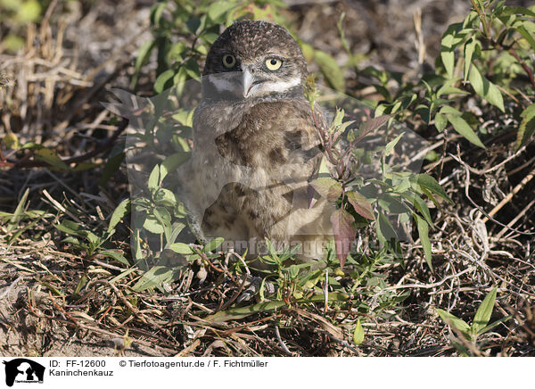 Kaninchenkauz / burrowing owl / FF-12600