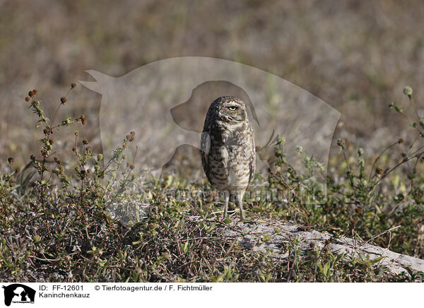 Kaninchenkauz / burrowing owl / FF-12601