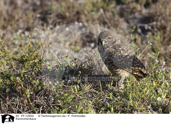 Kaninchenkauz / burrowing owl / FF-12602