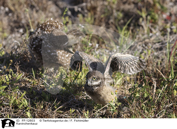 Kaninchenkauz / burrowing owl / FF-12603