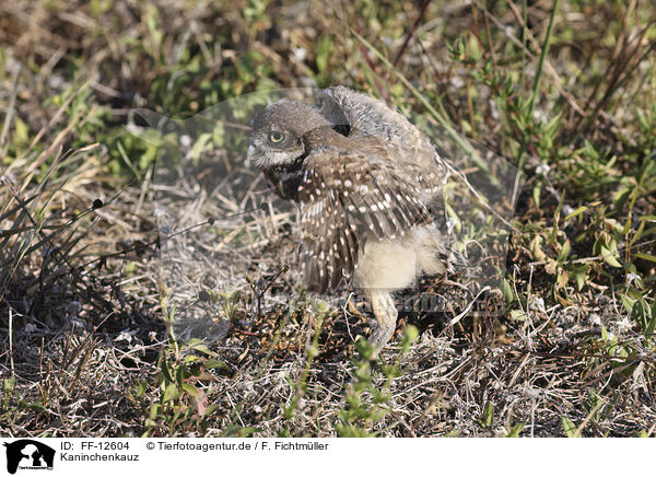 Kaninchenkauz / burrowing owl / FF-12604