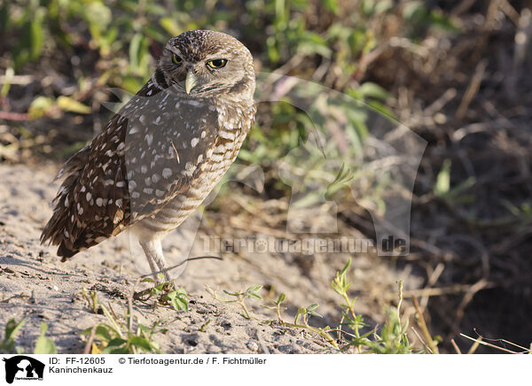 Kaninchenkauz / burrowing owl / FF-12605