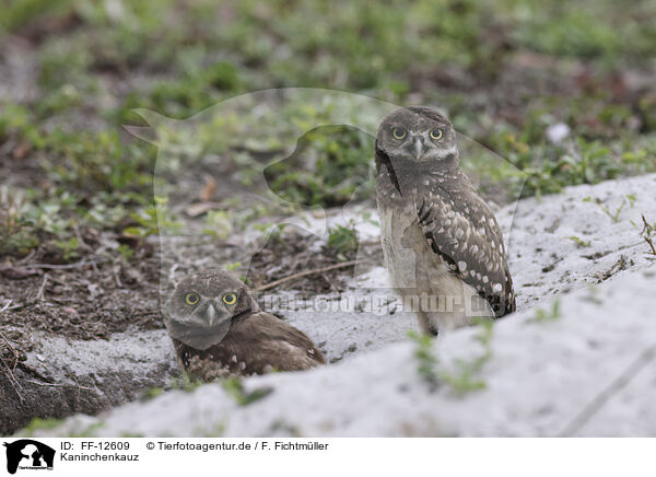 Kaninchenkauz / burrowing owl / FF-12609