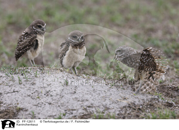 Kaninchenkauz / burrowing owl / FF-12611